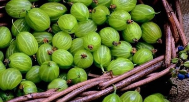 Jak nejlépe uchovat angrešt čerstvý na zimu